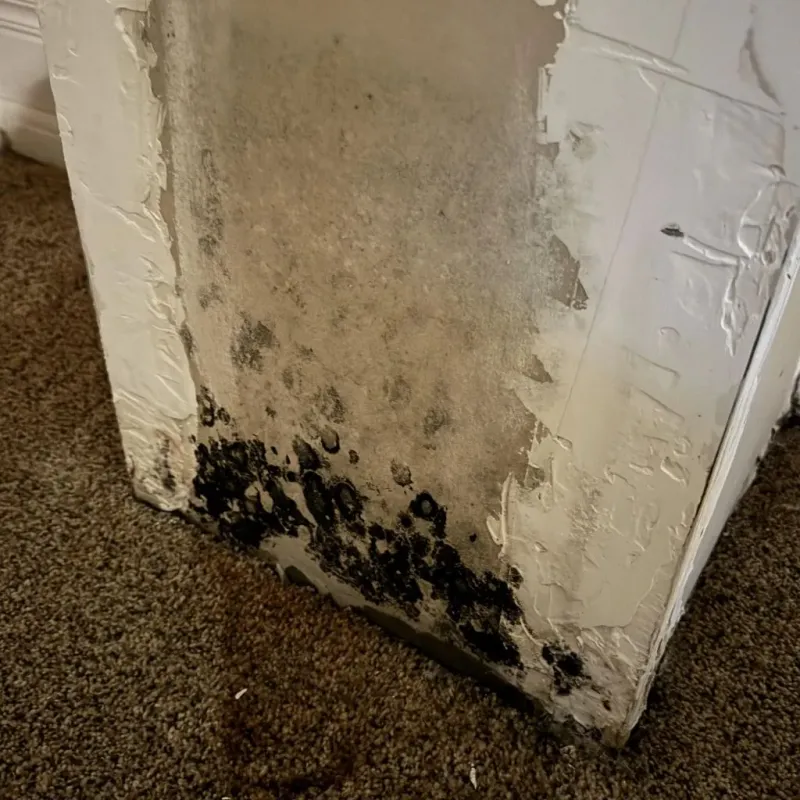 Professional Mold Removal in Garden Acres, CA